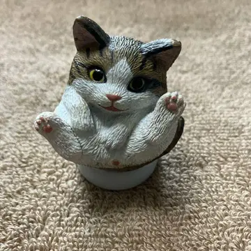 만마루 동물 '만마루 고양이 키지트라' 타카라토미아츠