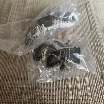 레오파드게코 (카본) 생물대도감