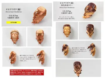 사슴벌레10 왕사슴벌레 번데기 우화 직전과 노멀 세트 생물대도감