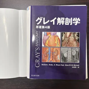 그레이 해부학