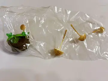 버섯 입체 도감 와라이타케