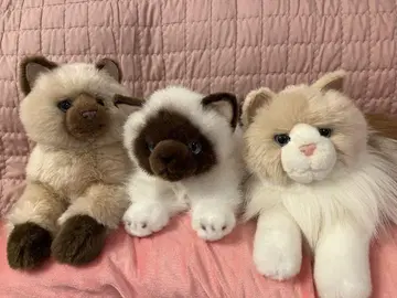 리얼한 고양이 봉제 인형 레어템 aurora 3개 세트 낱개 판매 불가