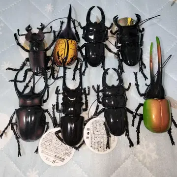 생물 도감 리얼 가부토 사슴벌레 8