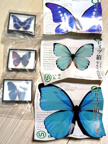 독일 상자 마그넷 컬렉션 모르포 나비 특장판