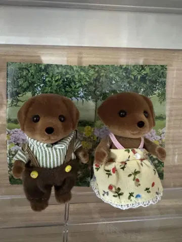 실바니아 초콜릿 라브라도 2개