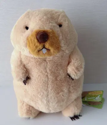 마모트의 모토토 봉제 인형