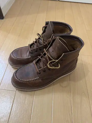 레드윙 1907 아이리쉬 세터