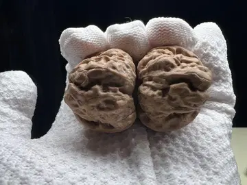 문완당: 연경 샤마두