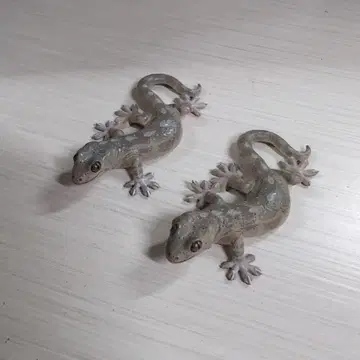 도마뱀 마그넷 2개