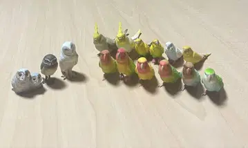 잉꼬 올빼미 가챠 세트