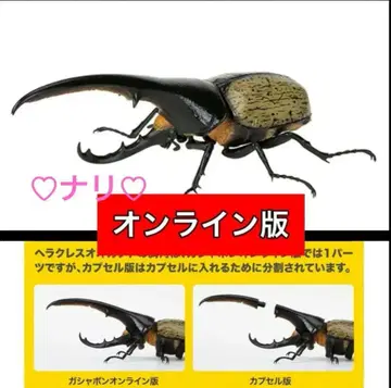 온라인판 헤라클레스 헤라클레스 개(황갈색) 생물대도감 카부토무시 07