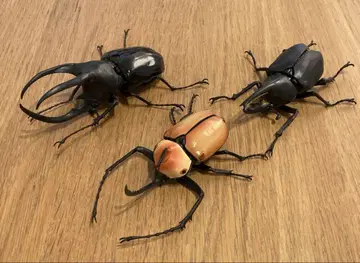 생물대도감 노코기리타테즈노 모렌캄푸오오카부토 그랑시로카부토