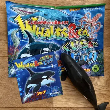 WHALES&co. 고래&co. 빅 오카