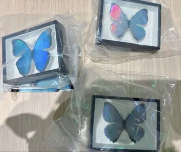 모르포 나비 특장판 페레이데스 모르포 가챠 스루코우스키 모르포