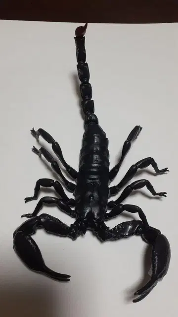 생물대도감 전갈 대왕전갈 대