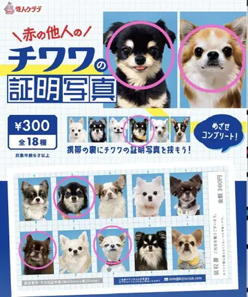 치와와 증명 사진 6장
