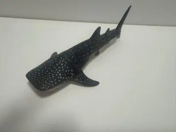 아니아 진베이