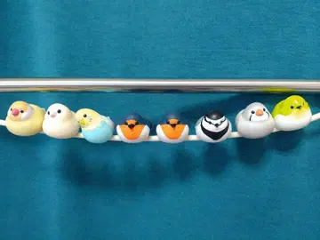 코도 새 8마리 세트