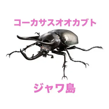 생물대도감 어드밴스 코카서스 오오카부토 (자바 섬) [캡슐판] 단품