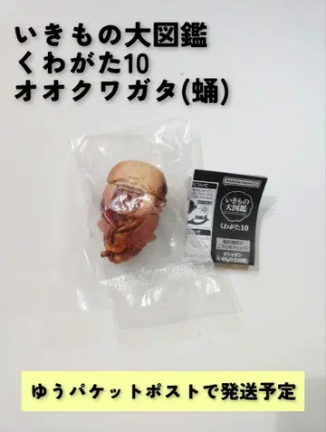 생물대도감 장수풍뎅이 10 오쿠와가타 (번데기)