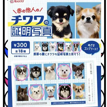 치와와 증명 사진 6장