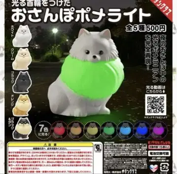 빛나는 목걸이를 한 산책 포메 라이트 화이트