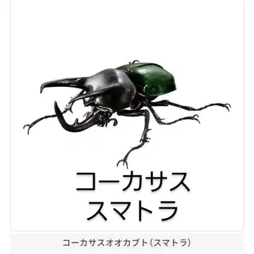 생물대도감 어드밴스 코카서스 오오가부토 스마트라 가챠 가샤폰