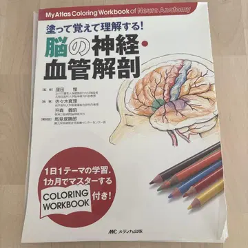 절단 완료된 뇌의 신경 및 혈관 해부도