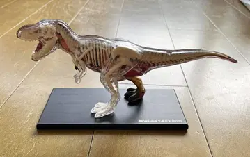4D 비전 T-Rex 해부 모델 Anatomy Model 조립 완료 중고