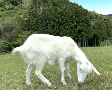 37 페어