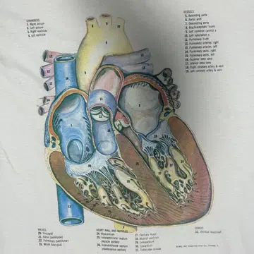 80년대 해부학 심장 티셔츠 Anatomical chart