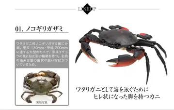 노코기리가자미 미개봉 새상품 생물대도감 메루카리 택배