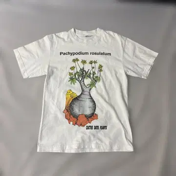 'CDP PACHYPODIUM GRACILIUS' Original