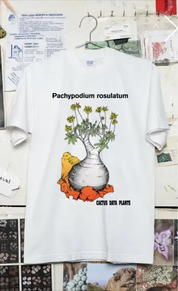 'CDP PACHYPODIUM GRACILIUS' Original