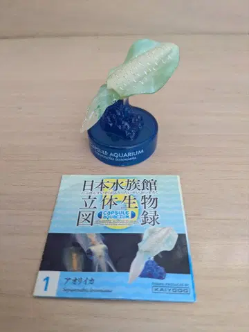 일본 수족관 입체 생물 도감 아오리 오징어