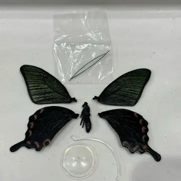 원색 일본 곤충 도감 까마귀나비 피규어 나비 아게하 나비 yujin
