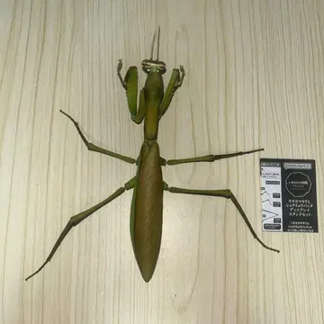생물대도감 어드밴스 사마귀 그린 컬러