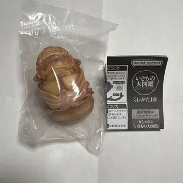 오쿠와가타 사나기, 번데기, 생물대도감