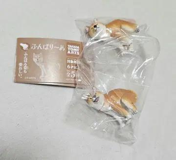 훈마리~누 시바견 시크릿