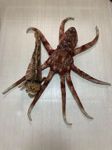 사카나쿤 문어 문어 갯지렁이 리얼 봉제 인형 2개 세트