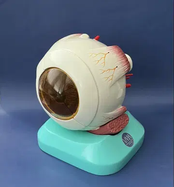 안구 모형 [개]