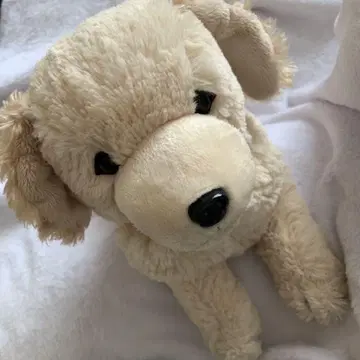 산 레몬 무릎 강아지 골든 리트리버