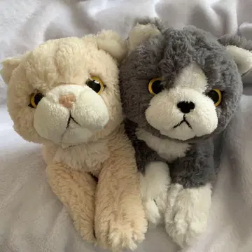 선 레몬 무릎 고양이 이국적인 2종 세트