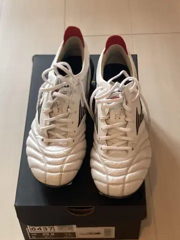모렐리아 네오 4 25cm
