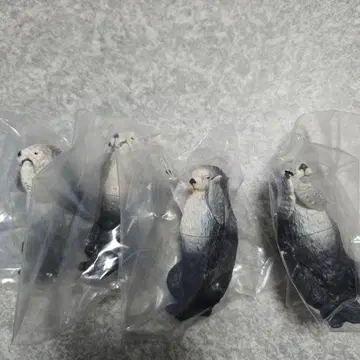 도바 수족관 PukaPuka 랏코의 메이랑 키라