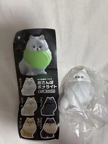 빛나는 목걸이를 한 산책용 포메 라이트 화이트