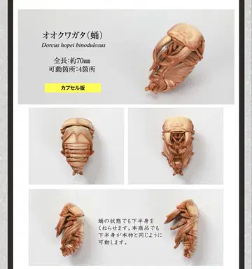 생물대도감 장수풍뎅이 10 온라인판 오오쿠와가타(대사슴벌레) 번데기