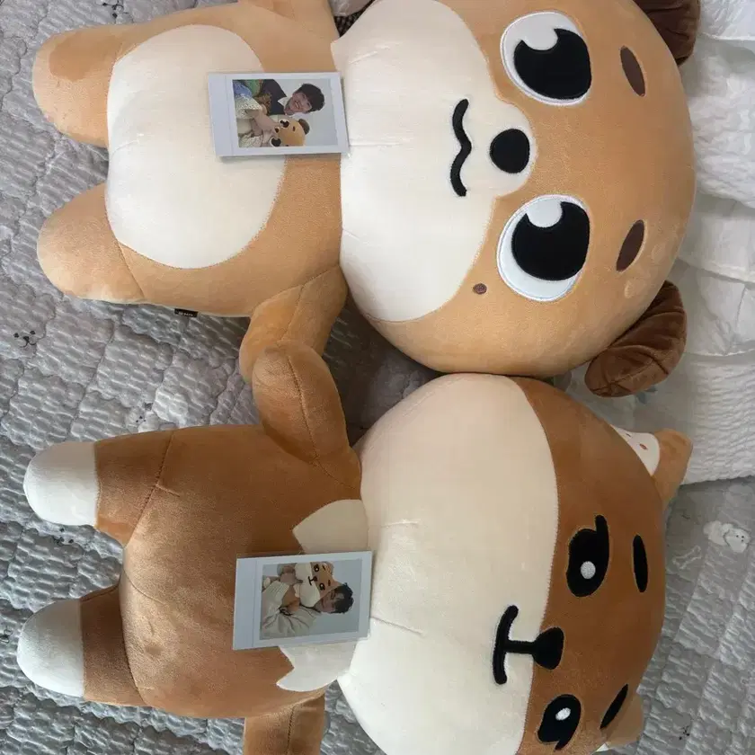 DAY6 DENIMALZ DON デニマルズ　ドウン DAY6 DENIMALZ DON デニマルズ ドウン jp.ktown4u.com : DAY6