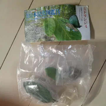유진 원색 일본 곤충 도감 IV 푸른부전나비