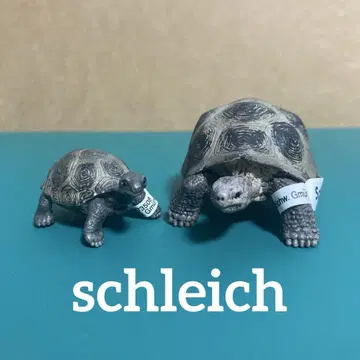 슐라이히 거북이 부모와 자식